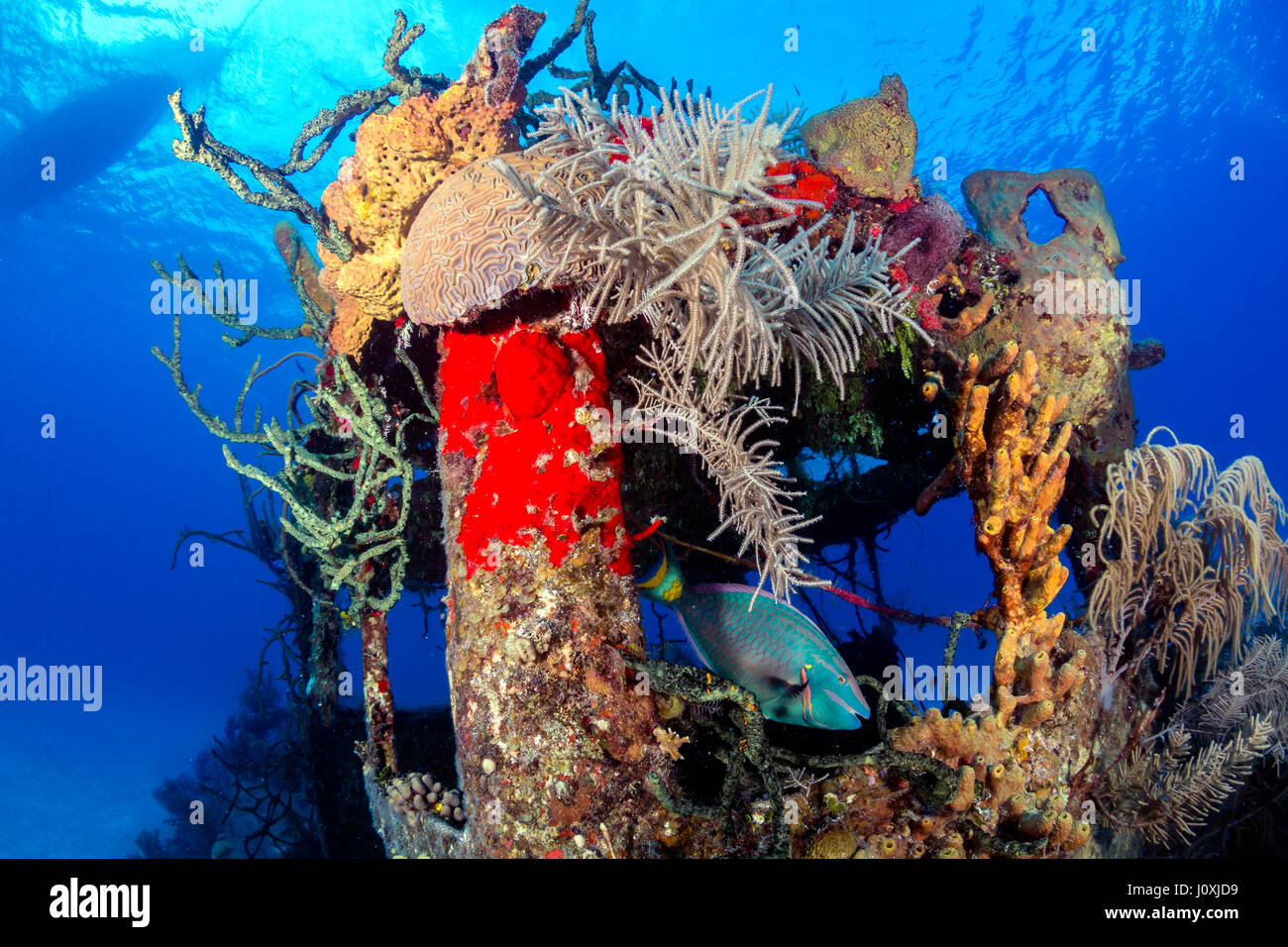 Coral incrostati di naufragio underwater Foto Stock