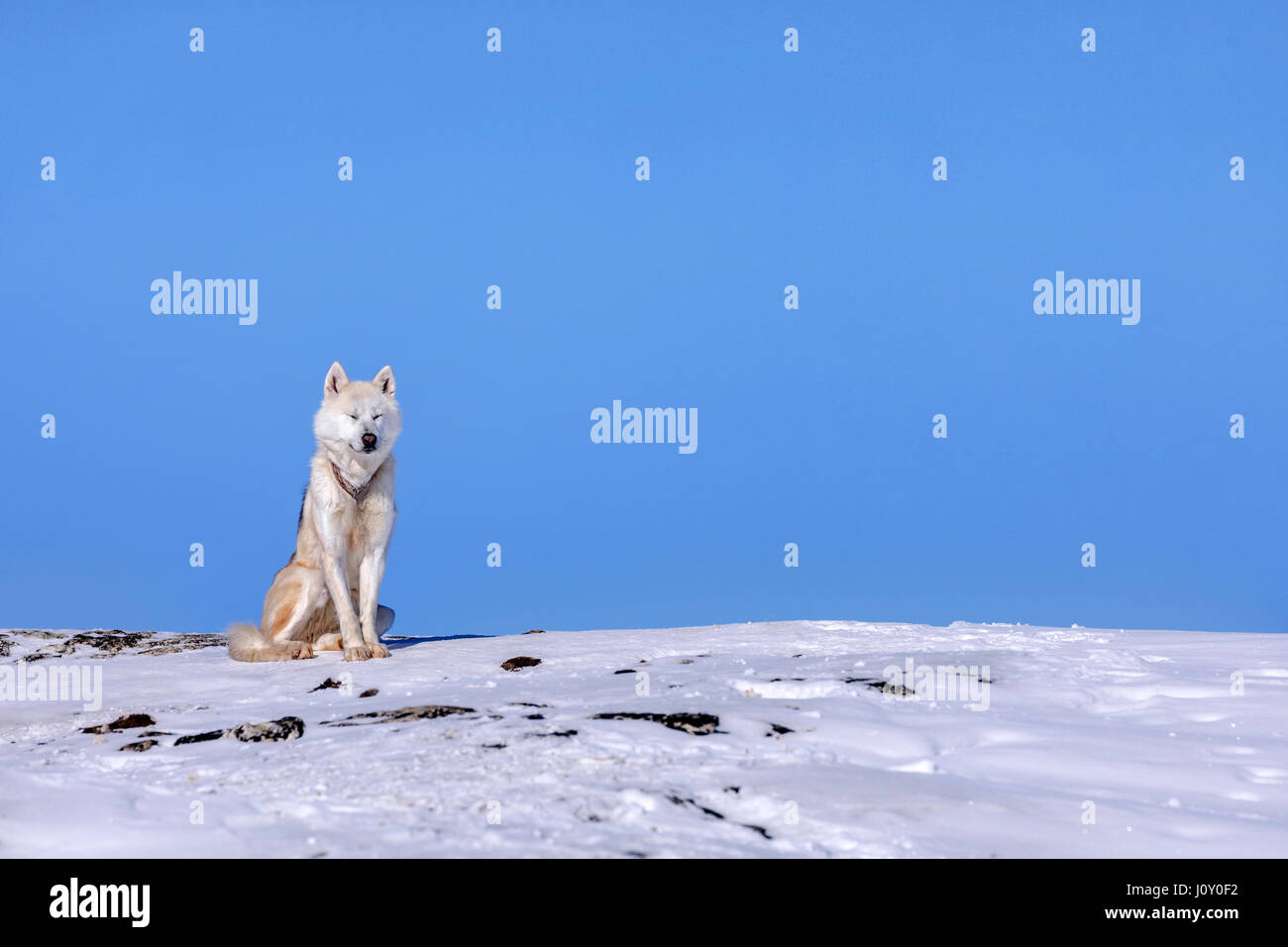 Cani Husky in Ilulissat Foto Stock