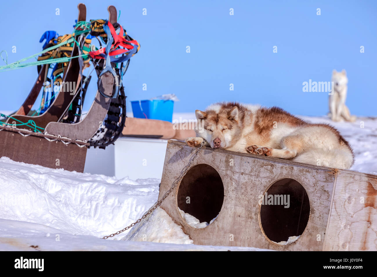 Cani Husky in Ilulissat Foto Stock