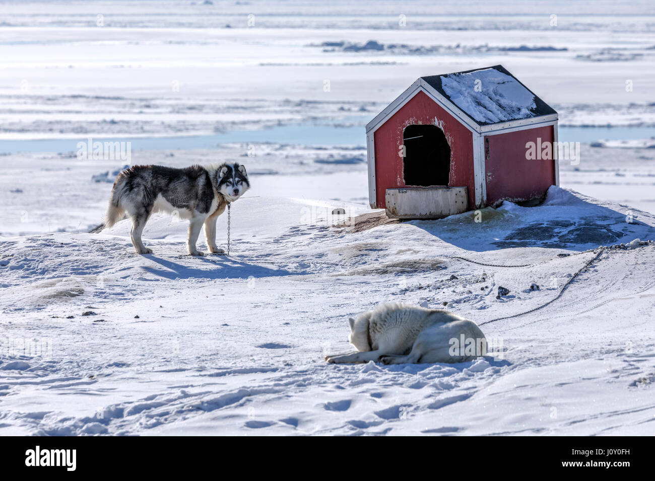 Cani Husky in Ilulissat Foto Stock