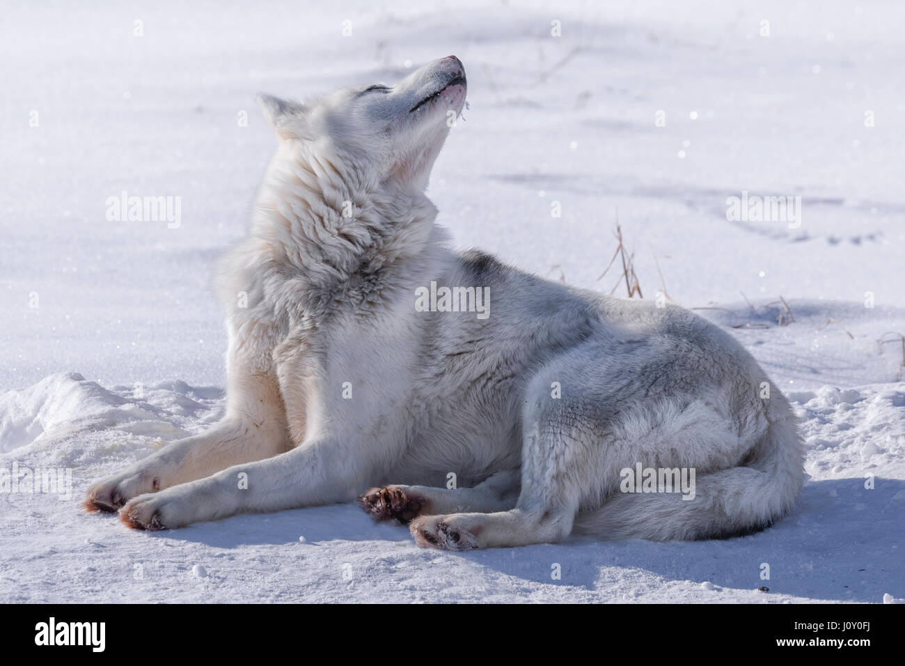 Cani Husky in Ilulissat Foto Stock