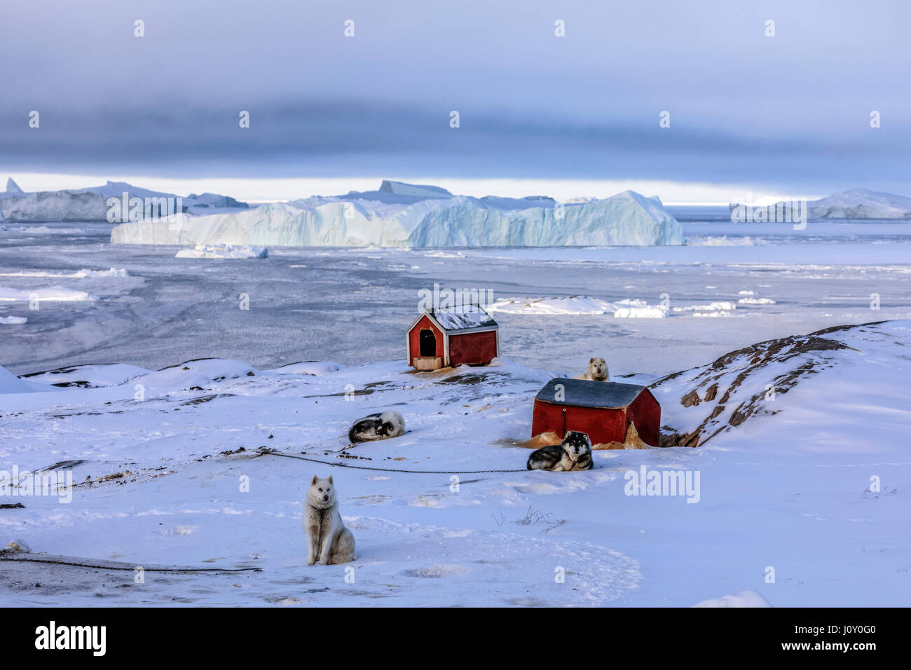 Cani Husky in Ilulissat Foto Stock