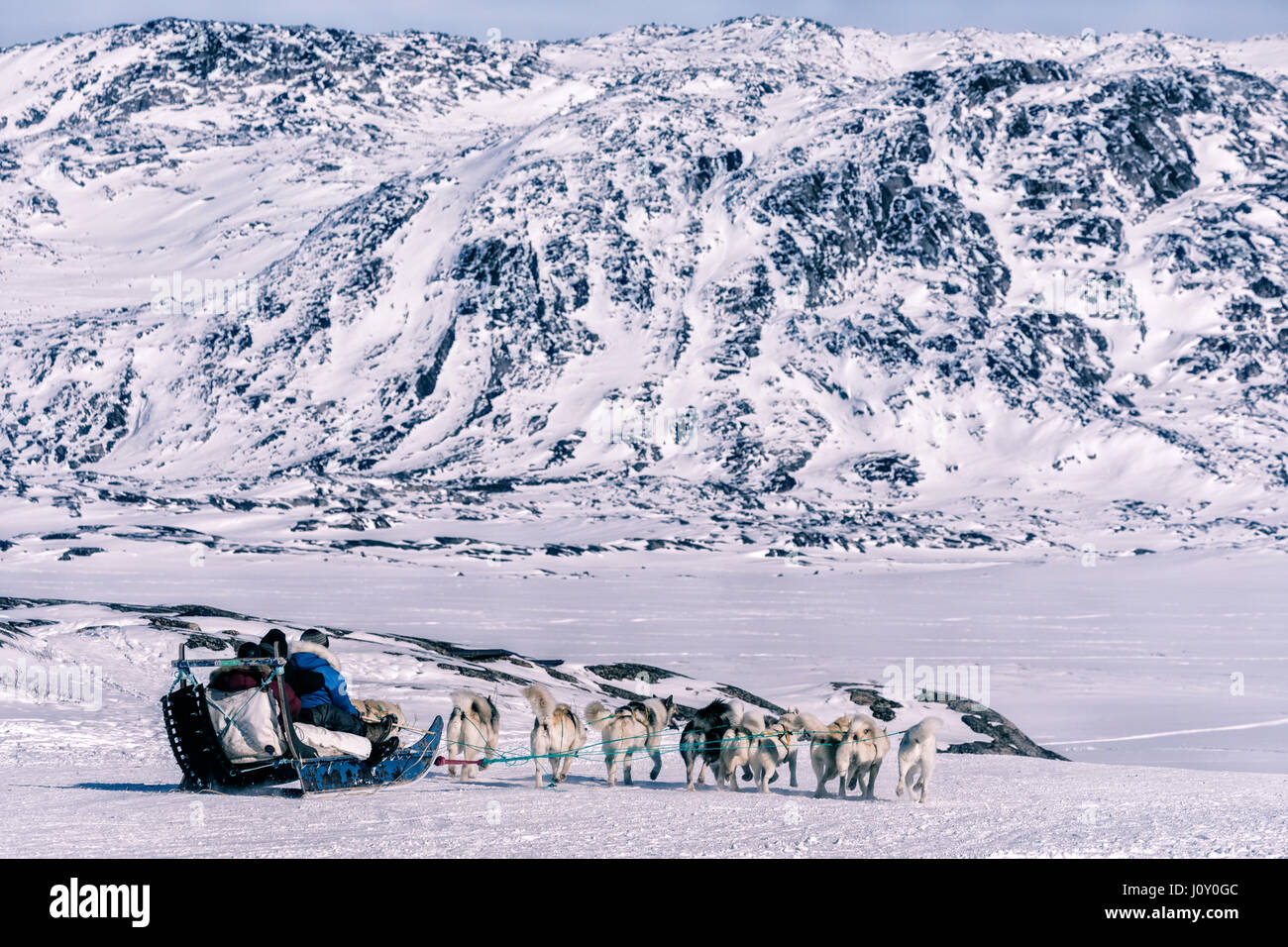 Cani Husky in Ilulissat Foto Stock
