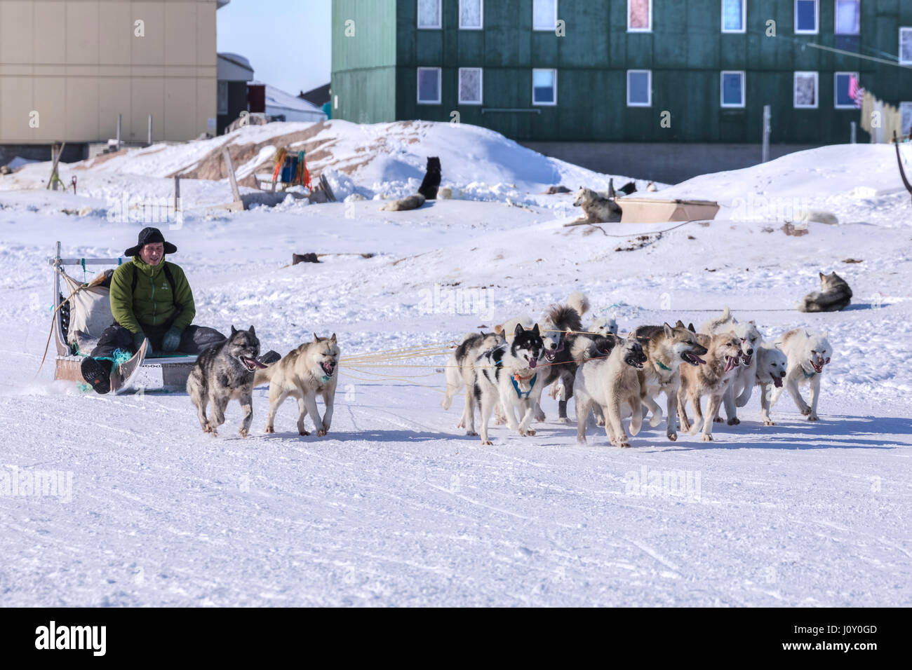 Cani Husky in Ilulissat Foto Stock
