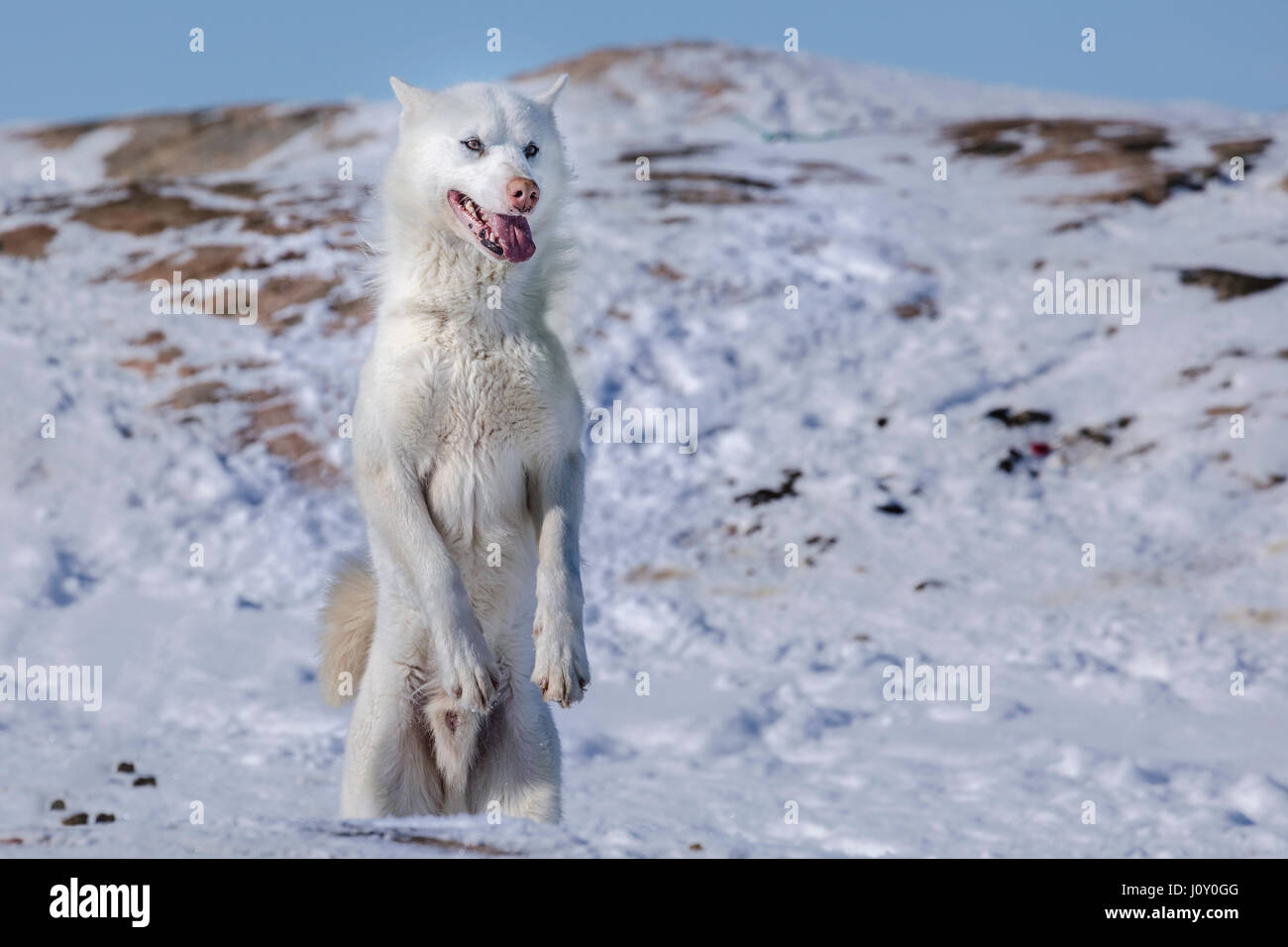 Cani Husky in Ilulissat Foto Stock