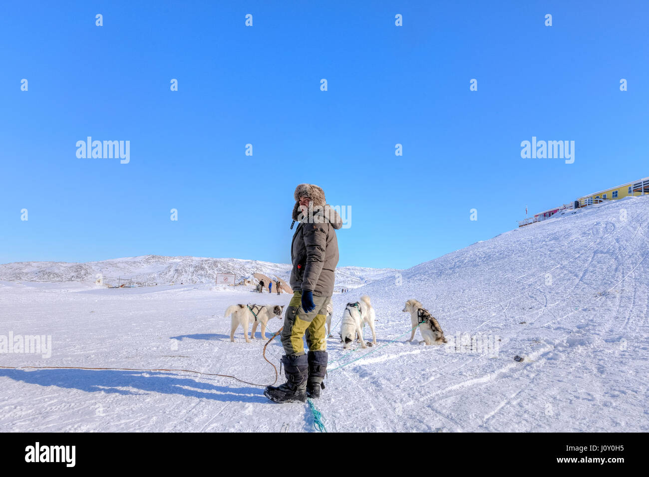 Cani Husky in Ilulissat Foto Stock