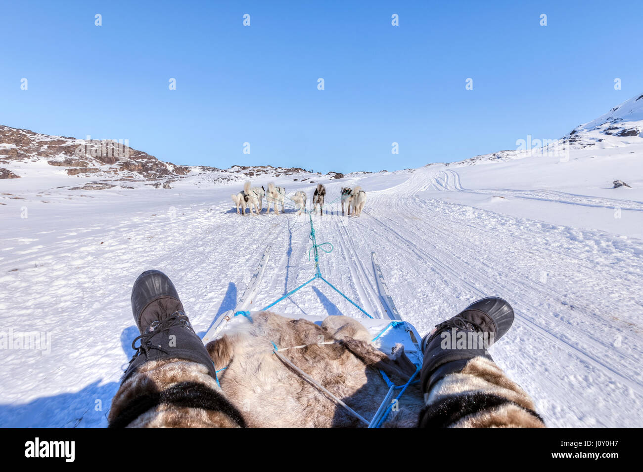 Cani Husky in Ilulissat Foto Stock