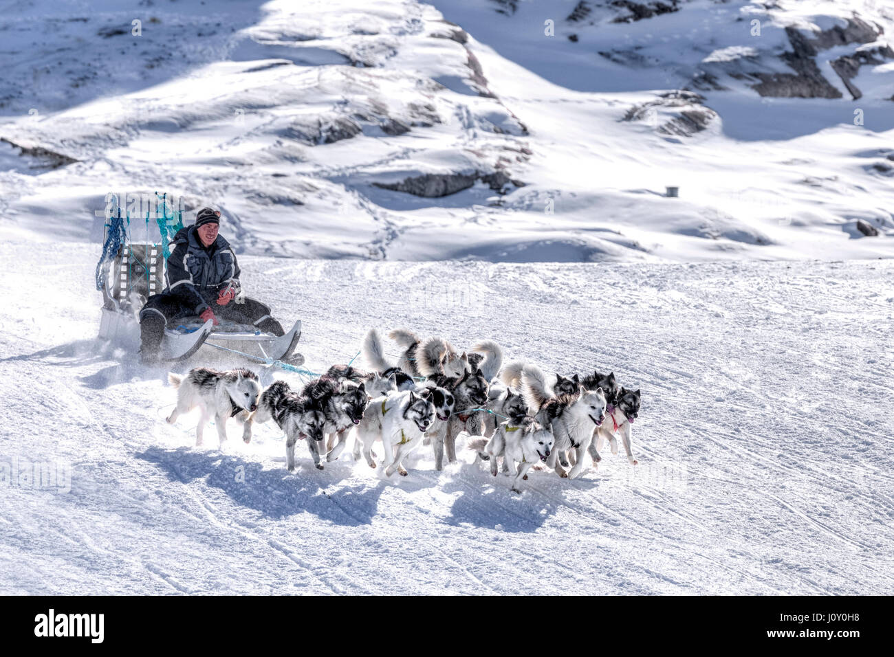 Cani Husky in Ilulissat Foto Stock