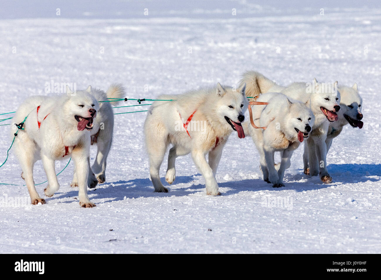 Cani Husky in Ilulissat Foto Stock