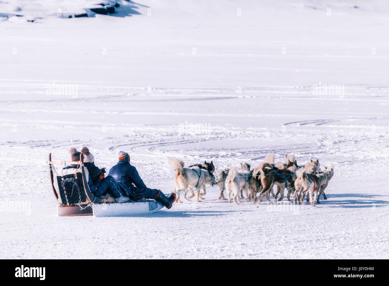Cani Husky in Ilulissat Foto Stock