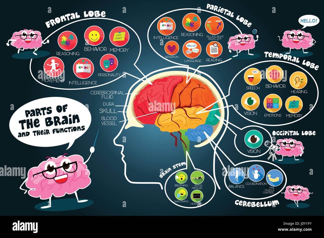Una illustrazione vettoriale di una infografica parti e funzioni del cervello Illustrazione Vettoriale
