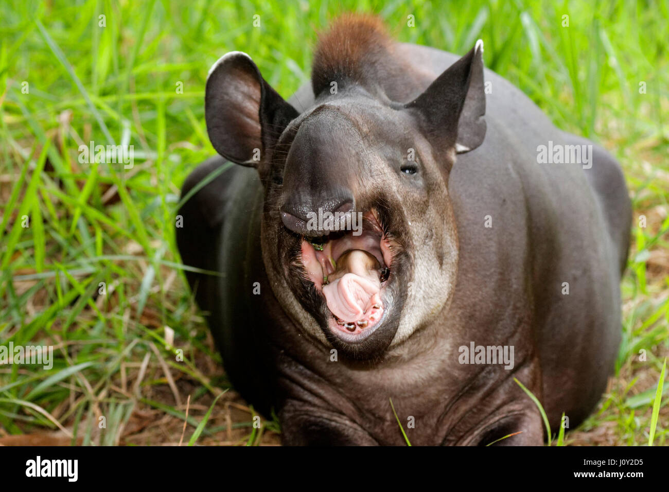 Il tapiro in yasuni national park, Ecuador Foto Stock