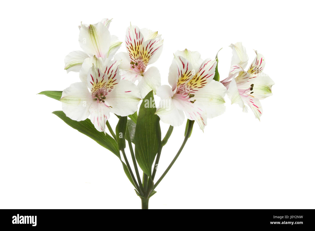 Alstroemeria pallido fiori e fogliame isolata contro bianco Foto Stock