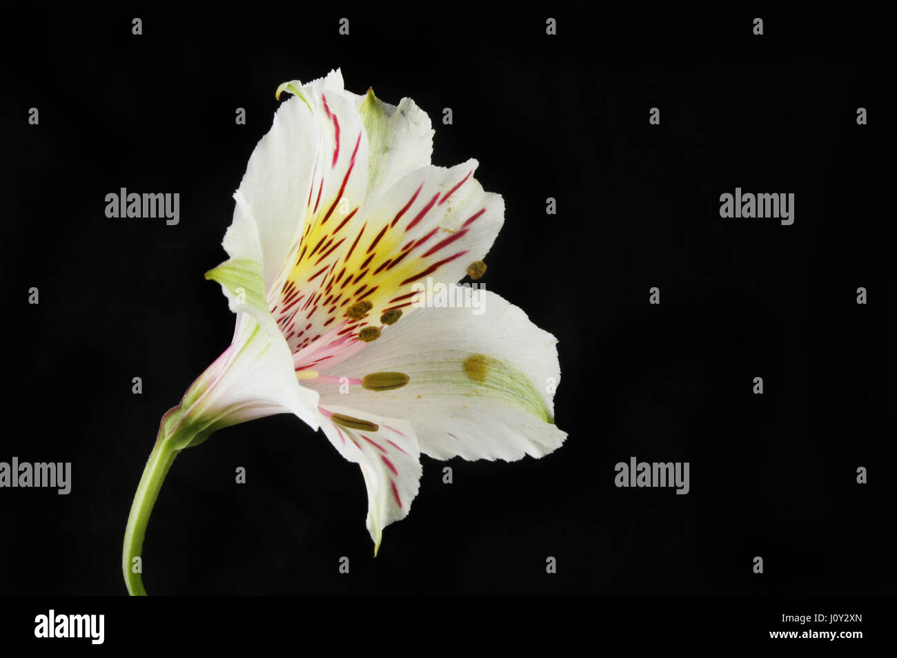 Pallido fiore Alstroemeria isolata contro uno sfondo nero Foto Stock