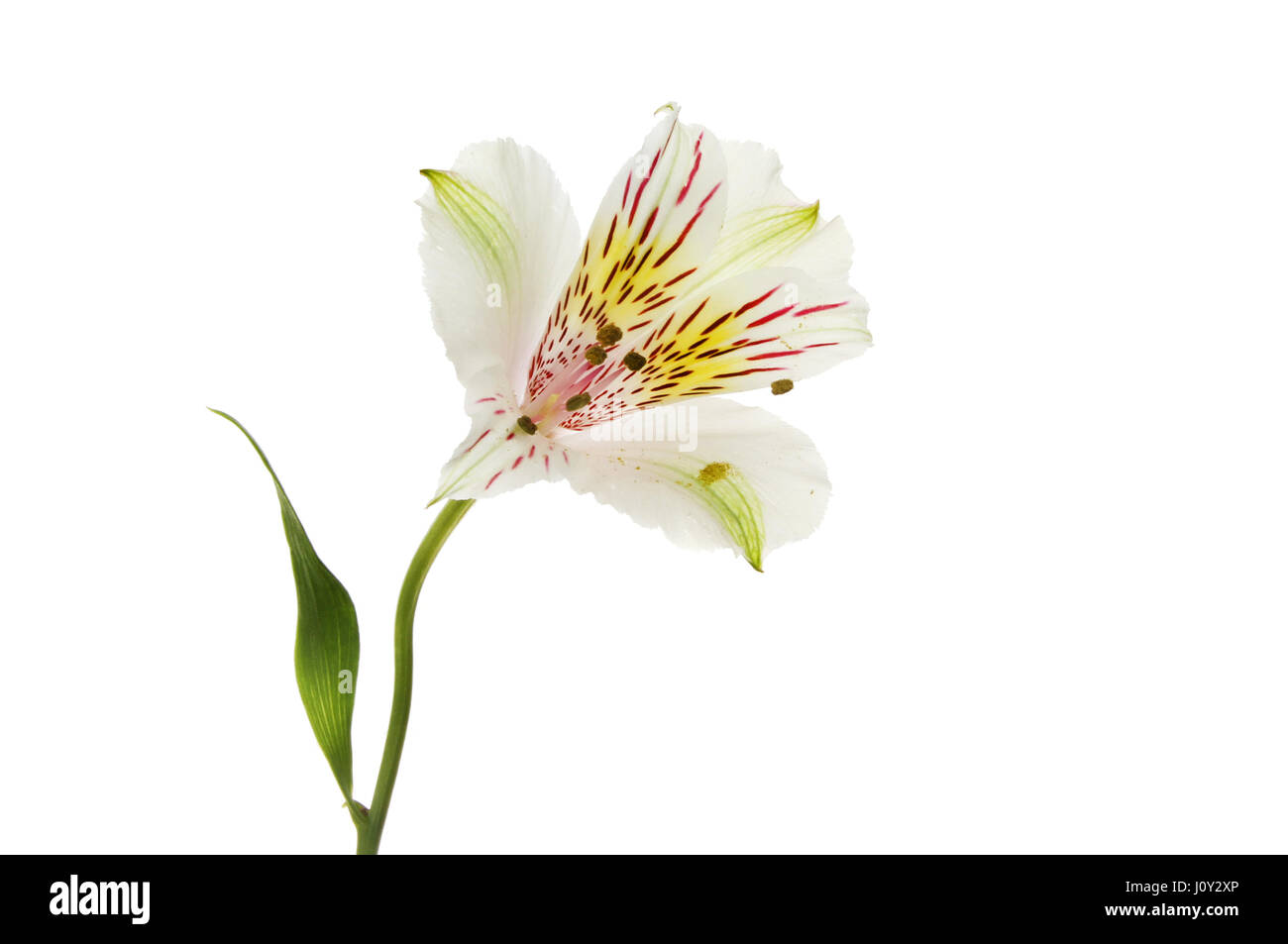 Pallido fiore Alstroemeria isolata contro bianco Foto Stock