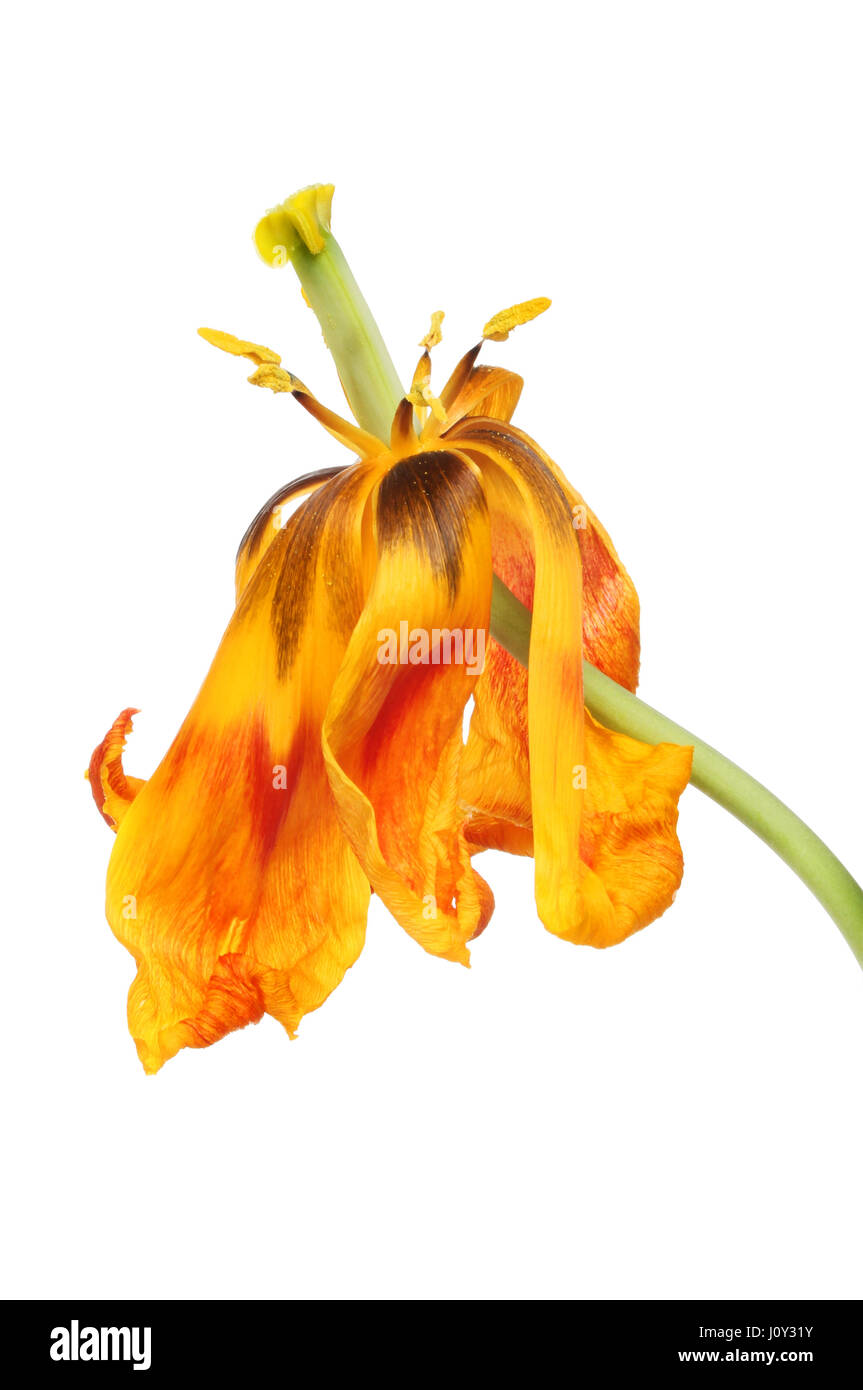 Appassì giallo e rosso Tulip flower isolata contro bianco Foto Stock