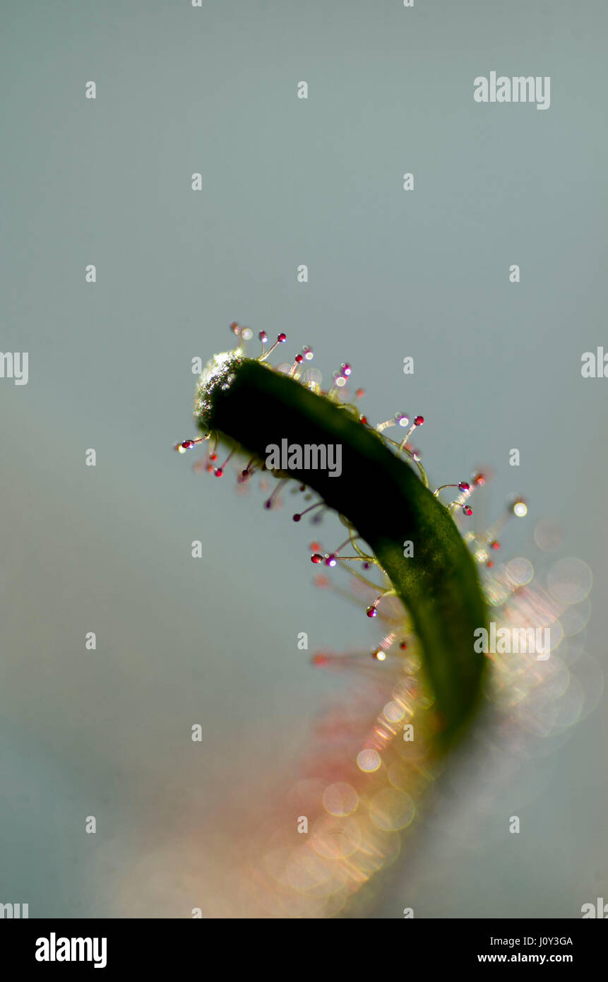 Drosera Dichotoma forcella lasciava sunplant, un impianto caniverous. simile alla Venere volare trappola che attira mosche e altri insetti. Foto Stock