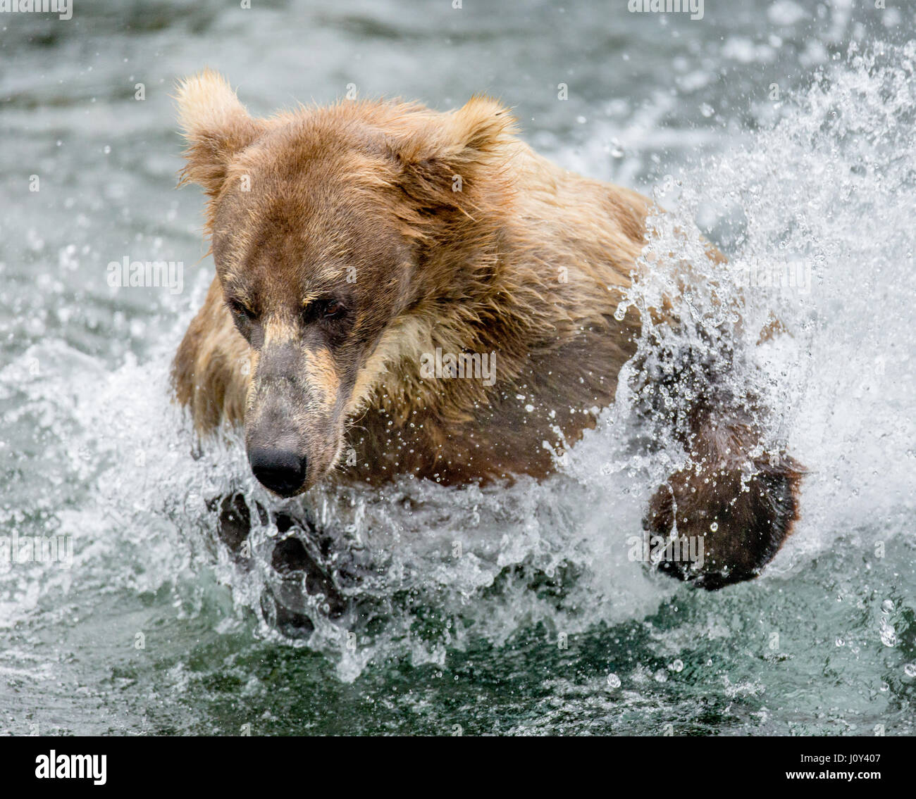 Un orso bruno nuotate nel lago. Stati Uniti d'America. L'Alaska. Kathmai Parco Nazionale. Grande illustrazione. Foto Stock