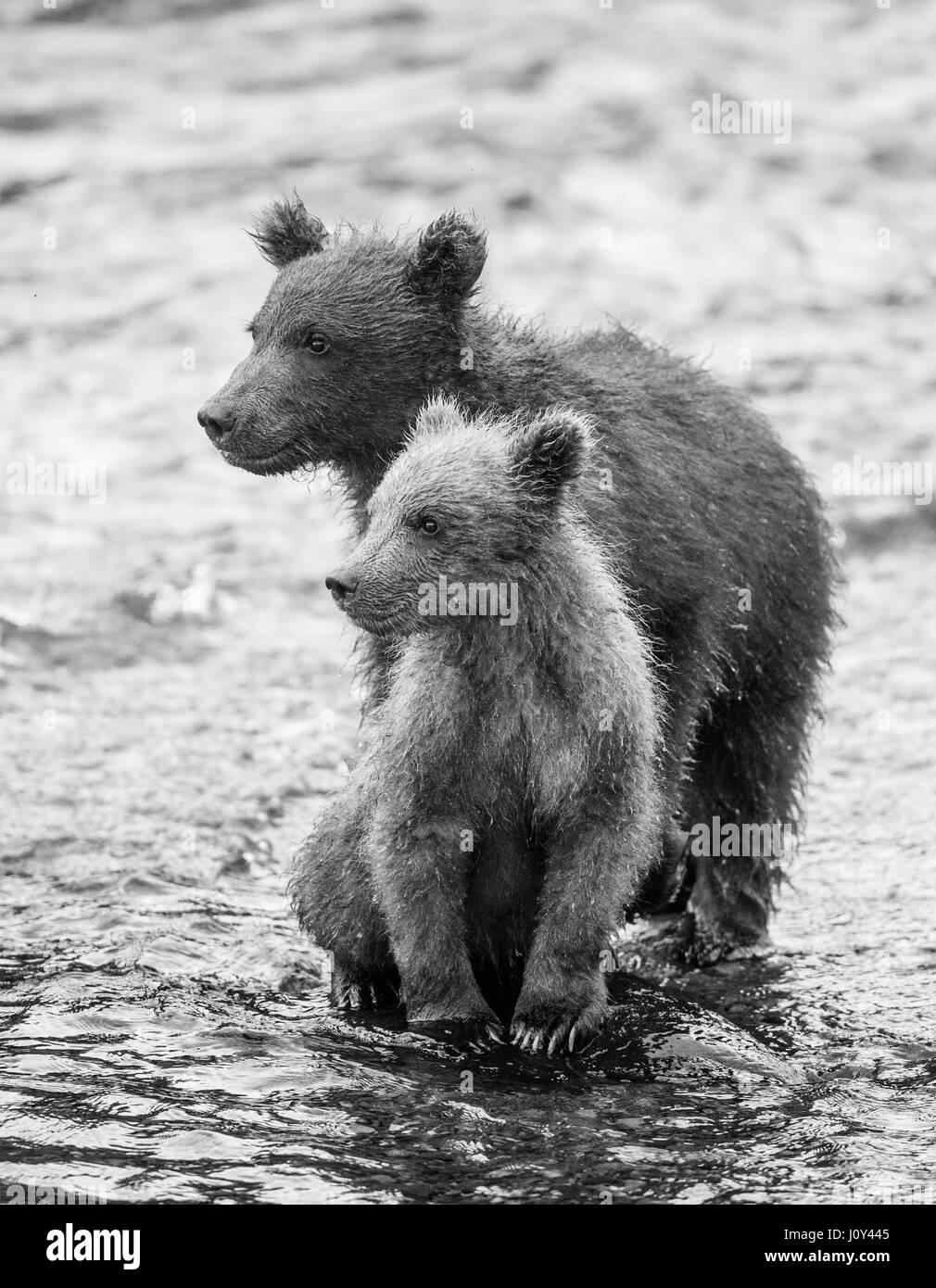 Due orso bruno cubs sorgeva nel fiume accanto all'altra. Stati Uniti d'America. L'Alaska. Kathmai Parco Nazionale. Grande illustrazione. Foto Stock