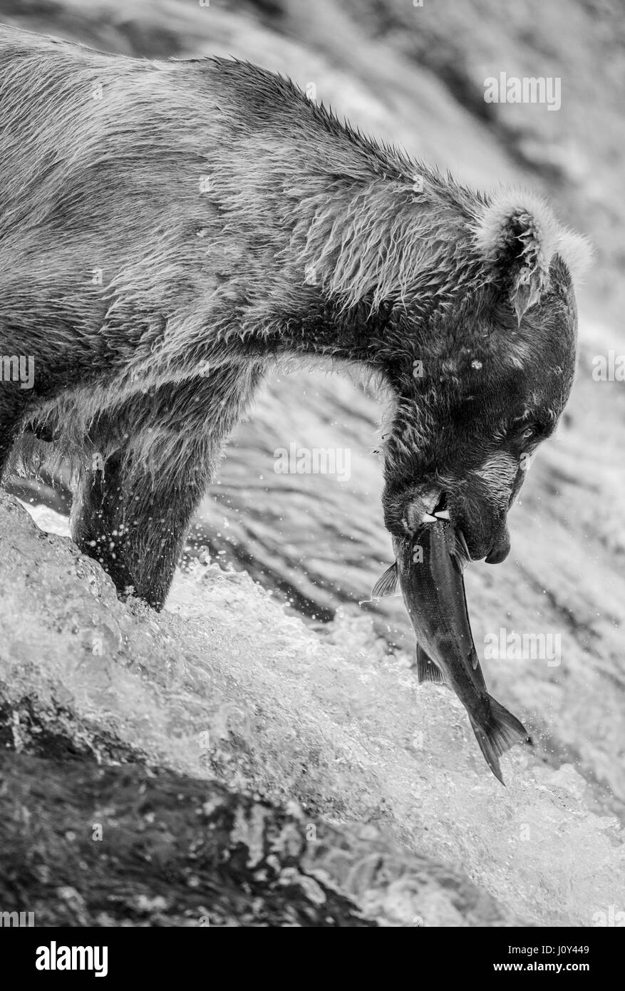 Orso bruno con il salmone nella sua bocca. Stati Uniti d'America. L'Alaska. Kathmai Parco Nazionale. Grande illustrazione. Foto Stock