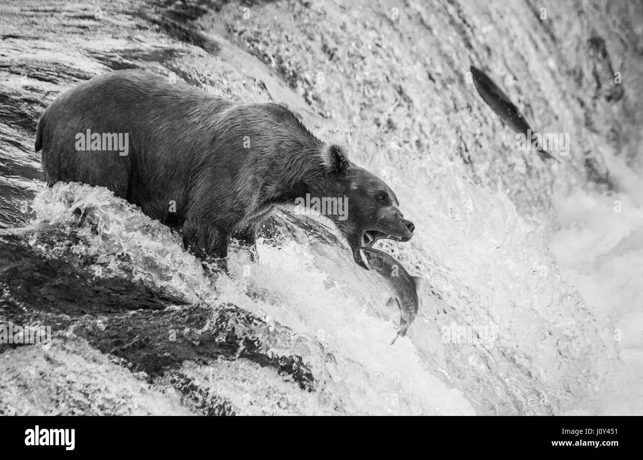Un orso bruno si ritiene che le catture di salmone nel fiume. Stati Uniti d'America. L'Alaska. Kathmai Parco Nazionale. Grande illustrazione. Foto Stock