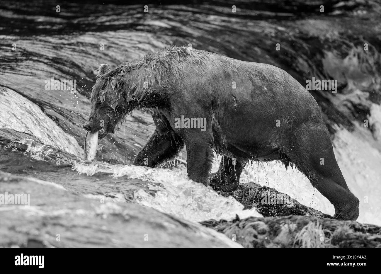 Orso bruno con il salmone nella sua bocca. Stati Uniti d'America. L'Alaska. Kathmai Parco Nazionale. Grande illustrazione. Foto Stock