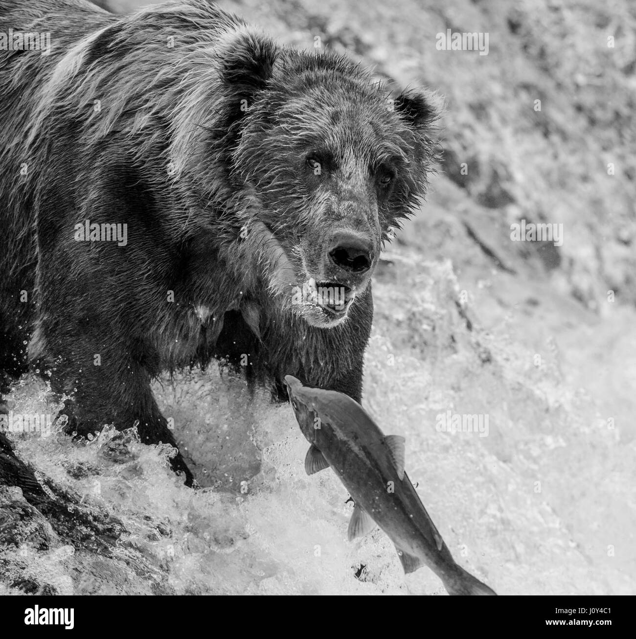 Un orso bruno si ritiene che le catture di salmone nel fiume. Stati Uniti d'America. L'Alaska. Kathmai Parco Nazionale. Grande illustrazione. Foto Stock