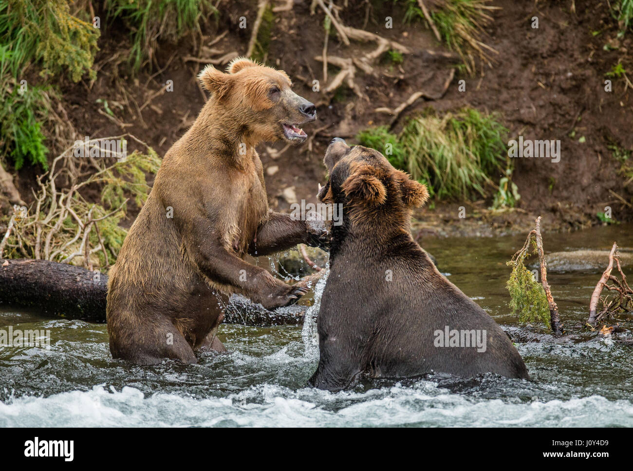 Due orsi bruni gioca con ogni altra nell'acqua. Stati Uniti d'America. L'Alaska. Kathmai Parco Nazionale. Grande illustrazione. Foto Stock