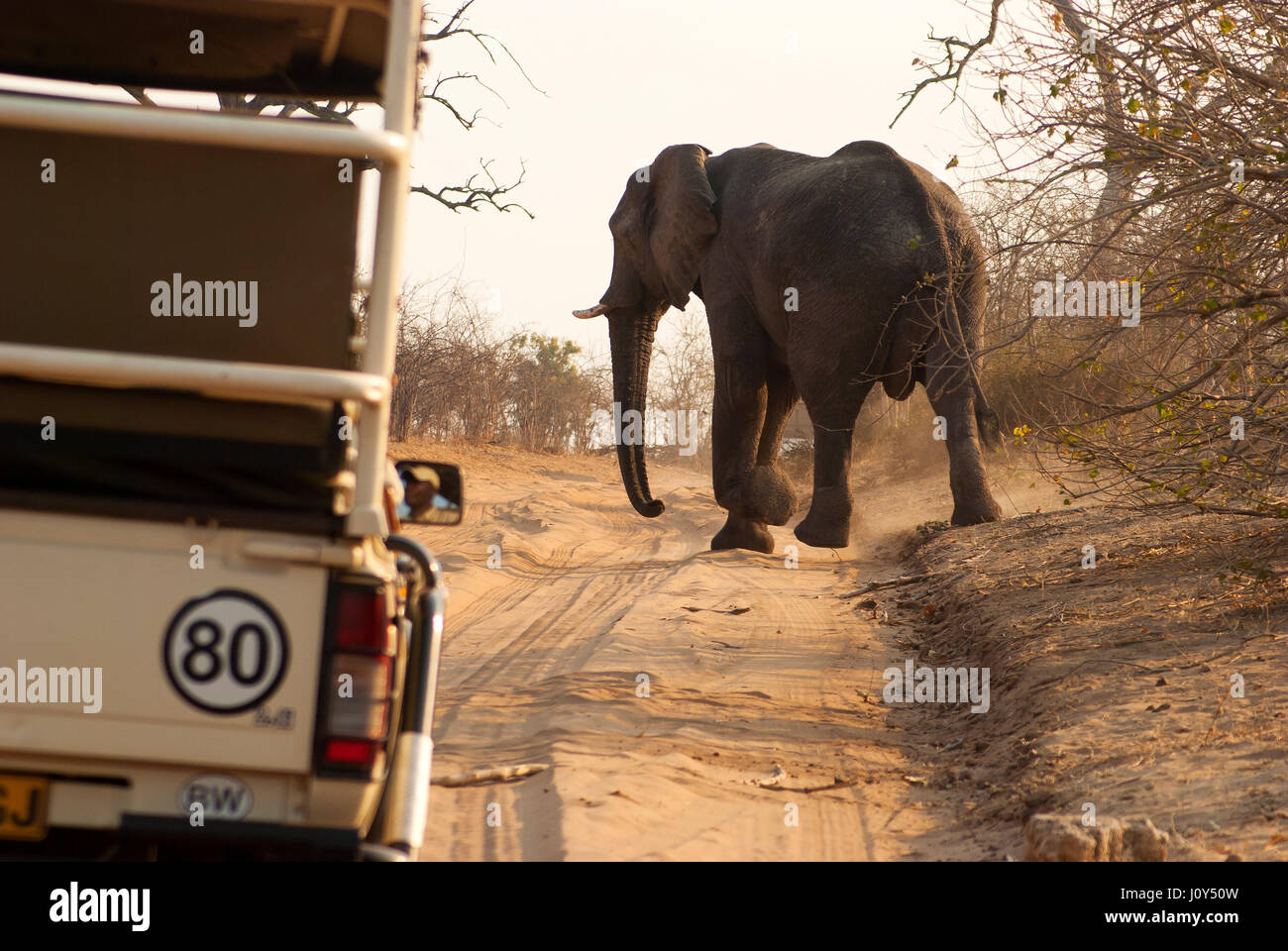 Gli animali hanno il diritto di modo, elefante attraversando la strada di fronte a un safari auto, Chobe National Park, Botswana Foto Stock