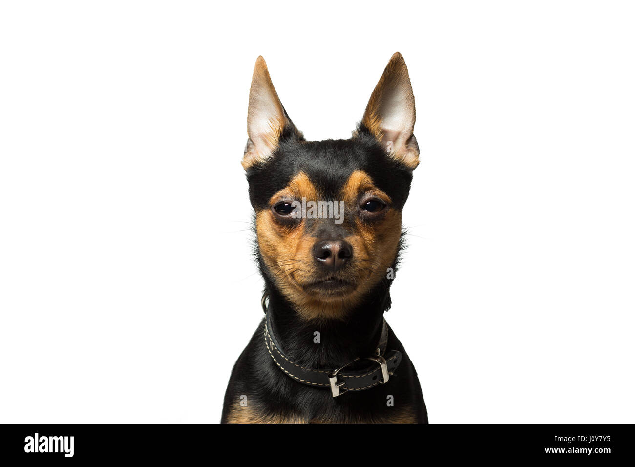 Ritratto di un cane di razza toy terrier, isolato su bianco Foto Stock