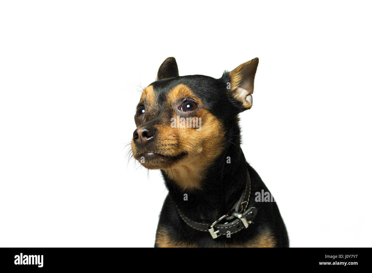 Ritratto di un cane di razza toy terrier, isolato su bianco Foto Stock