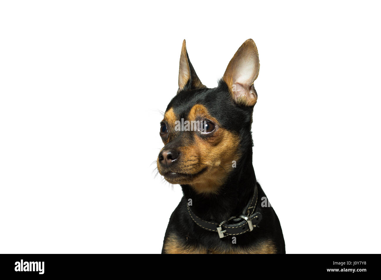 Ritratto di un cane di razza toy terrier, isolato su bianco Foto Stock