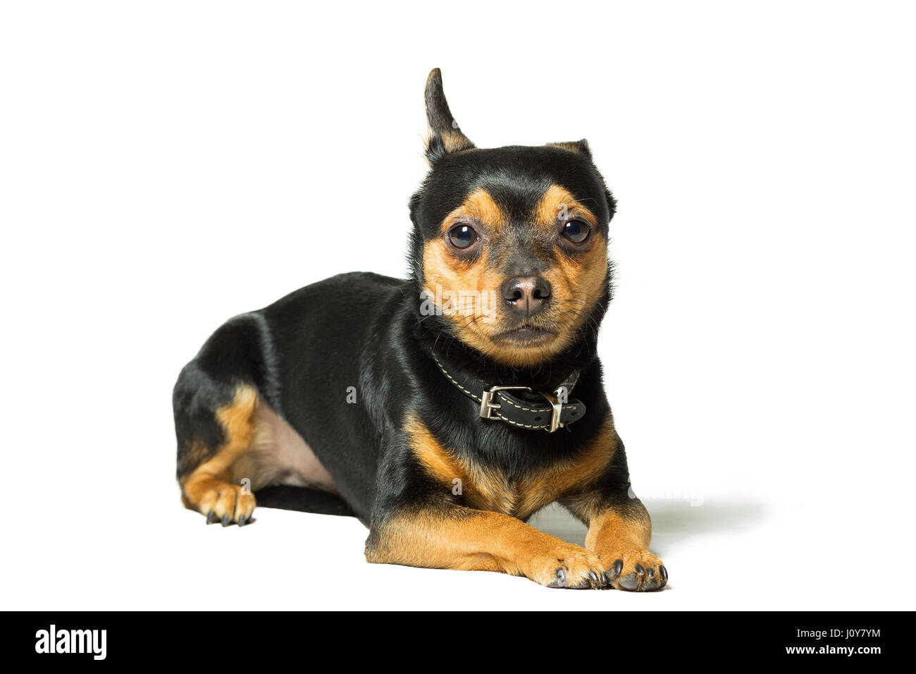 Ritratto di un cane di razza toy terrier, isolato su bianco Foto Stock