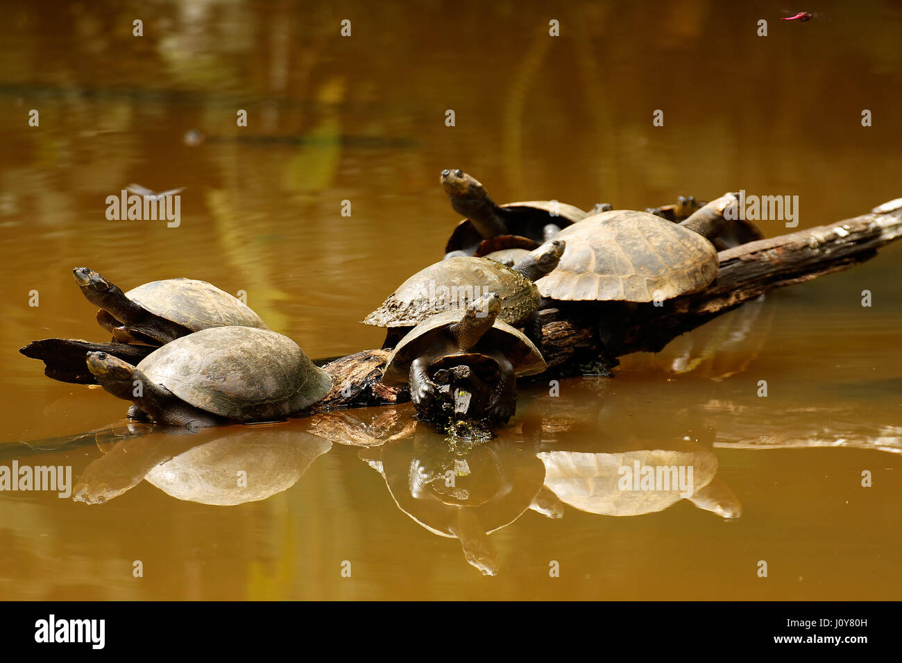 Le tartarughe di acqua dolce nella foresta pluviale amazzonica vicino a Puyo, Ecuador Foto Stock