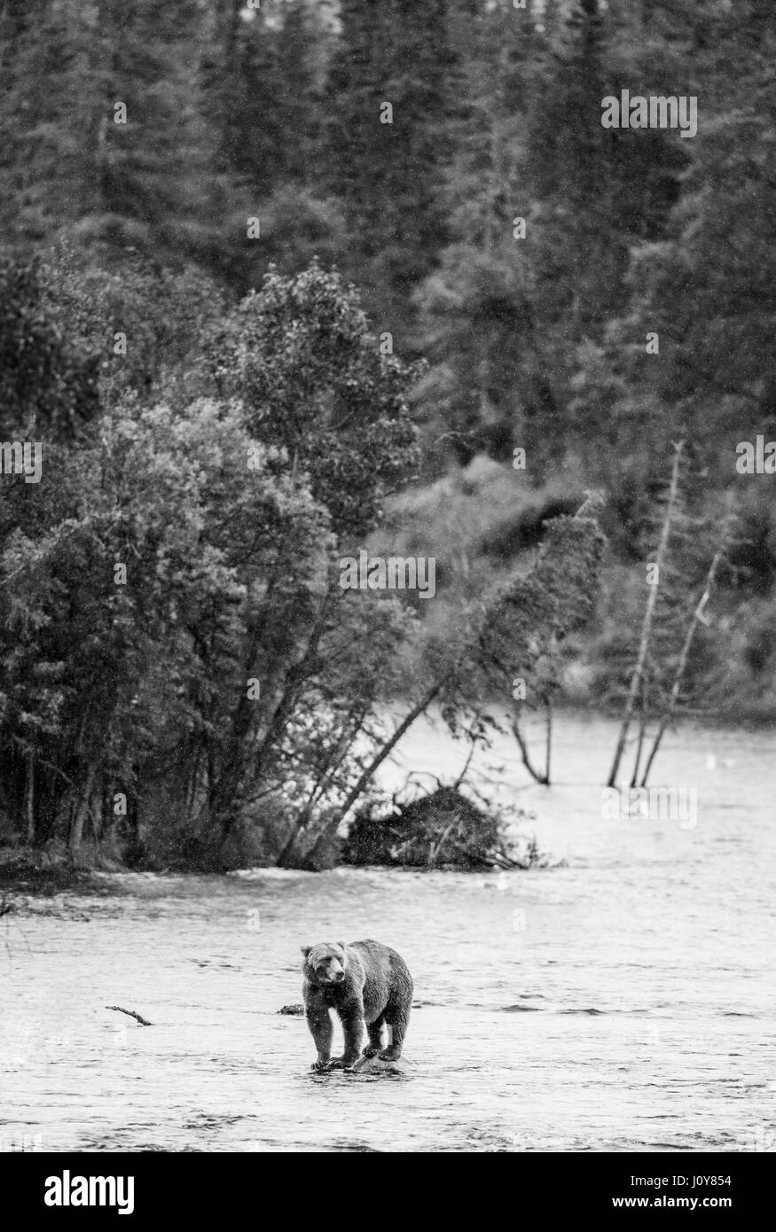 Un orso bruno in piedi su una roccia nel mezzo del fiume contro uno sfondo di paesaggio mozzafiato. Stati Uniti d'America. L'Alaska. Kathmai Parco Nazionale. Foto Stock