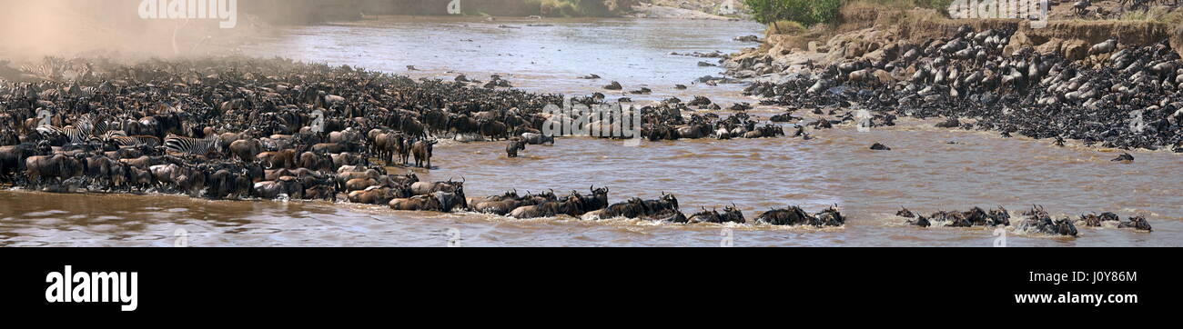Gli GNU stanno attraversando il fiume Mara. Grande migrazione. Kenya. Tanzania. Masai Mara National Park. Foto Stock