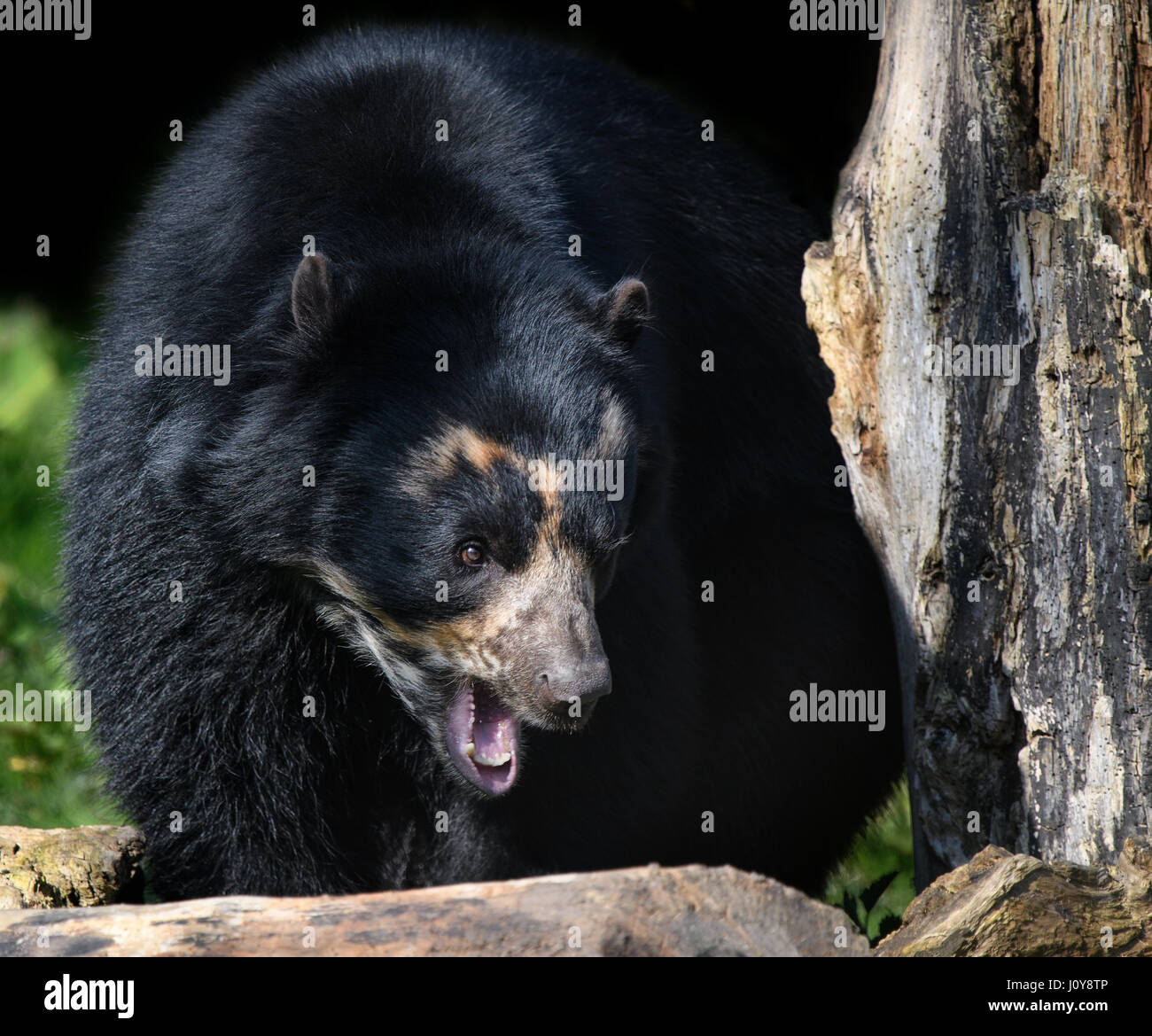 Una chiusura di un orso andino con la bocca aperta Foto Stock