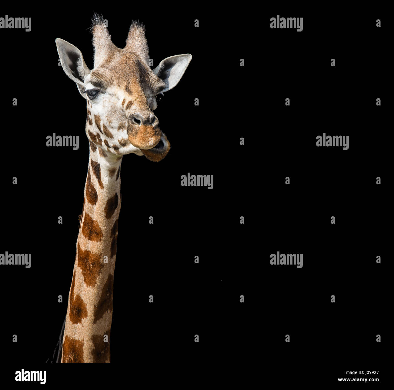 Un primo piano di una giraffa della testa e del collo su uno sfondo nero Foto Stock