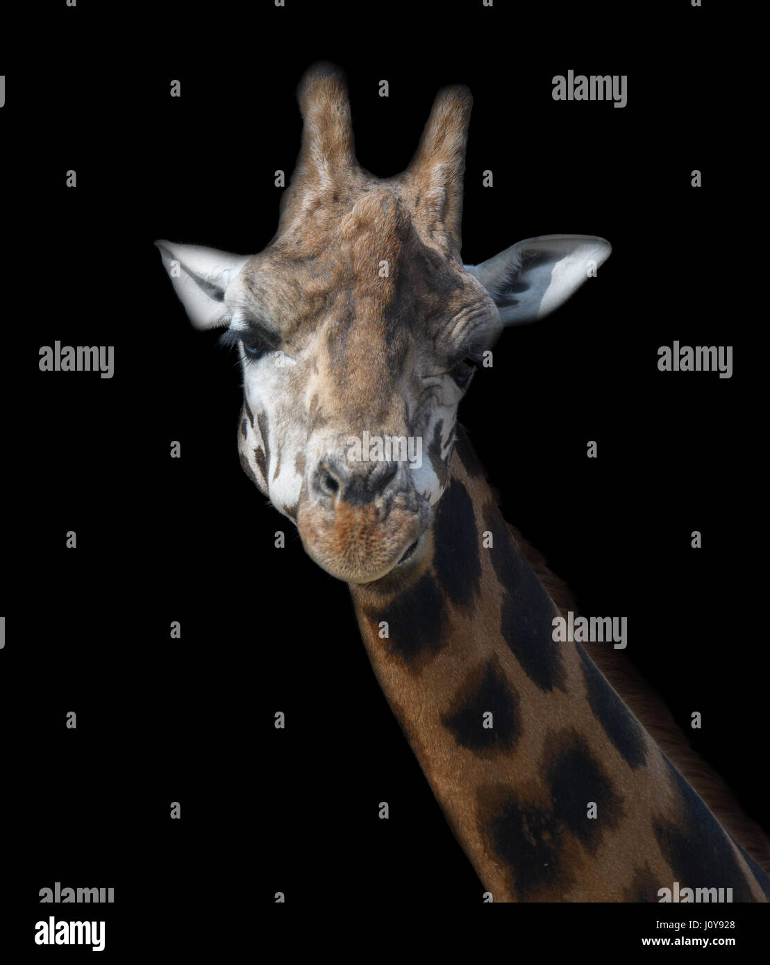 Un primo piano di una giraffa della testa e del collo su uno sfondo nero Foto Stock