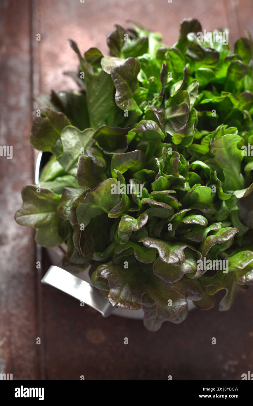 Le foglie di insalata in pentola di metallo di vista superiore Foto Stock