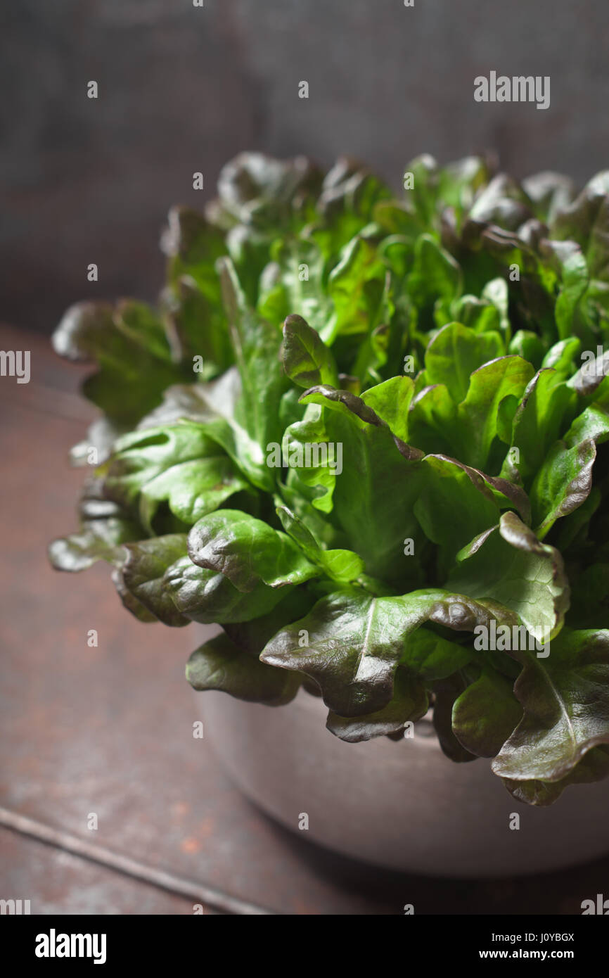 Di foglie di insalata in metallo verticale pot Foto Stock