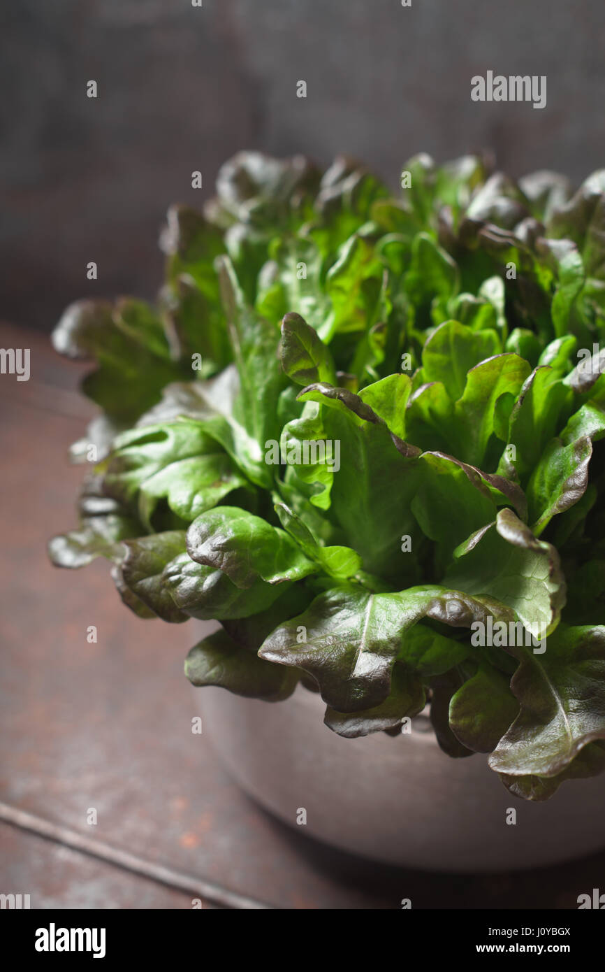 Di foglie di insalata in metallo verticale pot Foto Stock Di foglie di insalata in metallo verticale pot Foto Stock