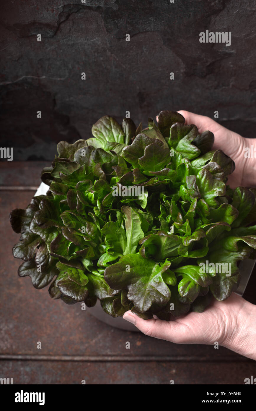 Foglie di insalata nelle mani sul metallo verticale di sfondo Foto Stock