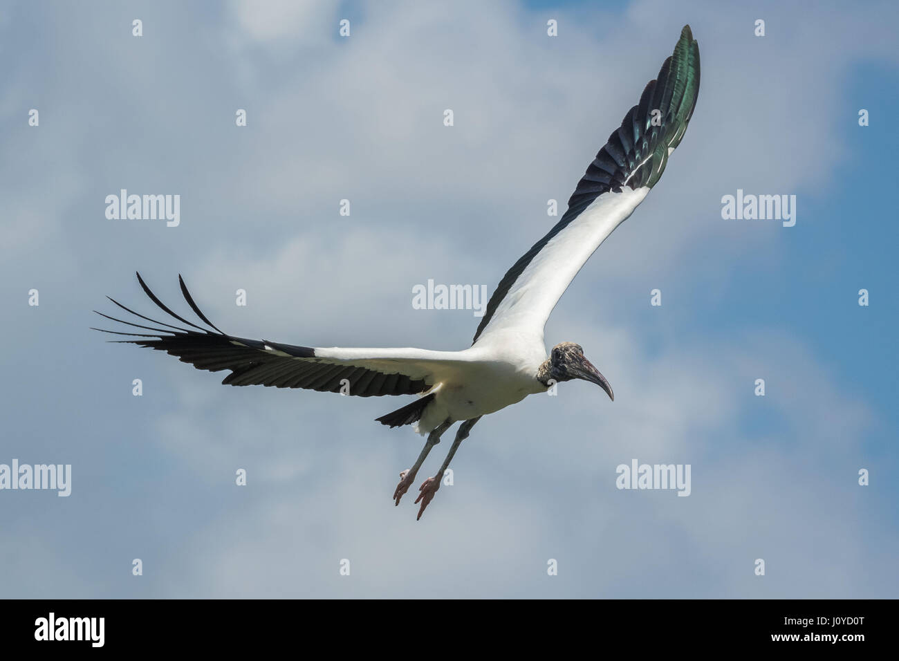 Cicogna legno/legno cicogna in volo volare in un nuvoloso cielo blu Foto Stock