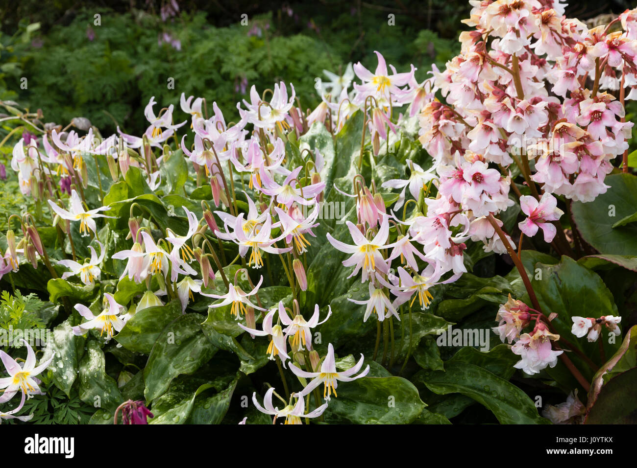 Erythronium 'Rosalind' combina con le teste dei fiori di Bergenia 'Rosa ghiaccio' presso il Garden House, Devon Foto Stock