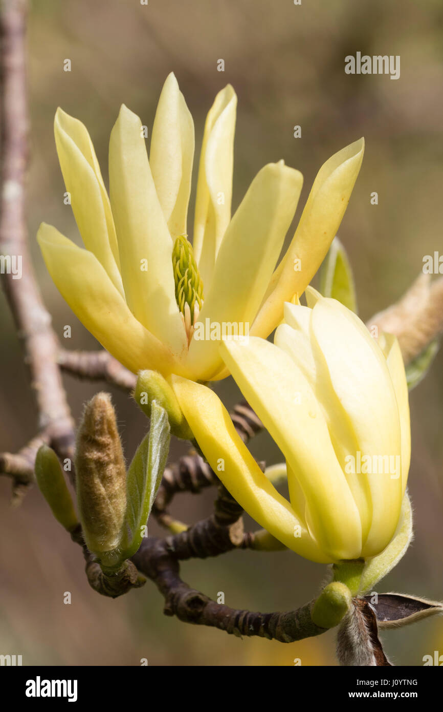 Molla di giallo dei fiori di hardy piccolo albero, Magnolia acuminata x denudata "farfalle" Foto Stock