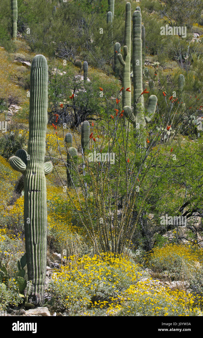 Molla stagione di fiori selvaggi nel deserto porta brittlebush giallo e rosso ocotillo blumi lungo l Autostrada Catalina ad altitudini più basse sul Monte Lemm Foto Stock