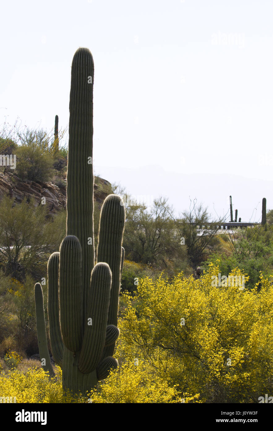 La luce del mattino si illumina sul cactus Saguaro e giallo brittlebush lungo l Autostrada Catalina liquidazione Mount Lemmon, sky island e Scenic Byway, in Tucso Foto Stock