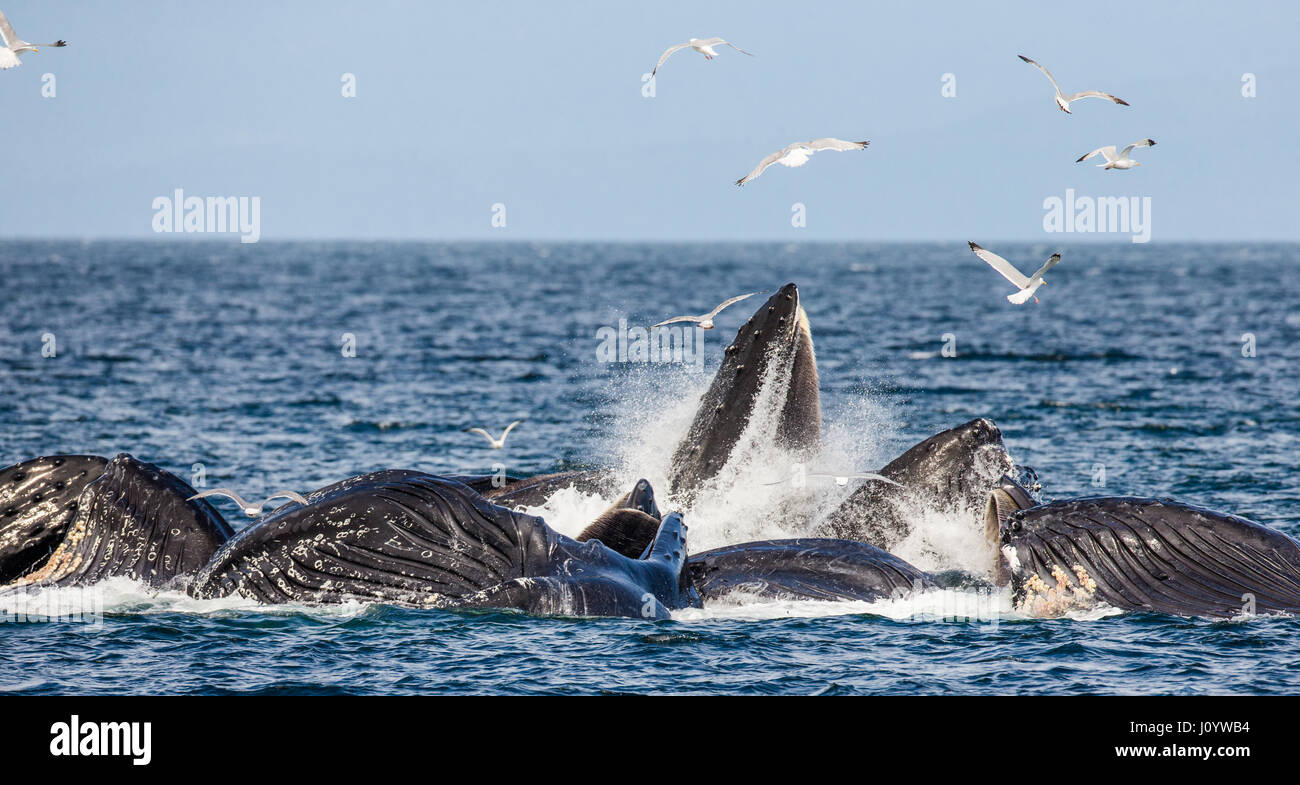 La testa e il Humpback Whale la bocca al di sopra della superficie dell'acqua vicino al momento della caccia. Chatham area dello Stretto. L'Alaska. Stati Uniti d'America. Foto Stock