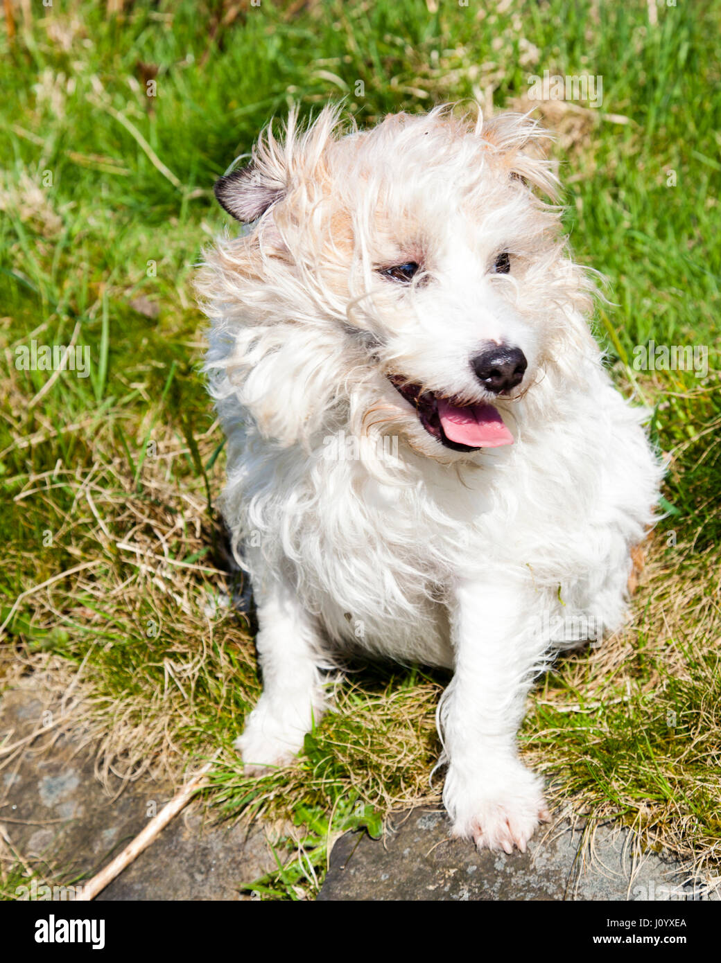 Alfie, capelli lunghi Jack Russell, godendo il sole primaverile. Foto Stock